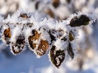 Blätter bedeckt von langen Raureif Kristallen